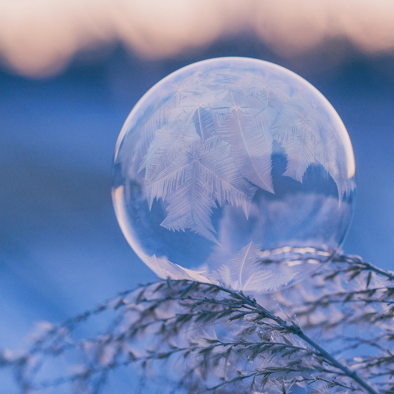 Frozen soap bubble on frosty grass with a soft blue and pink winter background