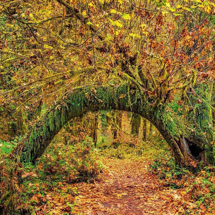 Mossy arching tree over a forest path with colorful autumn leaves