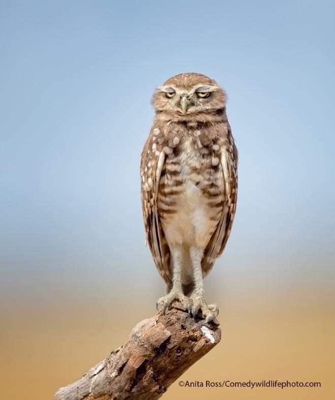 Burrowing owl perched on a dry branch with squinted eyes against a soft gradient sky