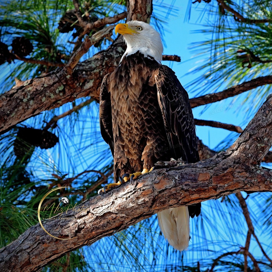 Eagle