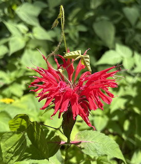 Close-up of a bright red bee balm flower with spiky petals against green leaves