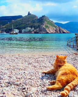 Orange tabby cat lying on a pebble beach with sea and rocky hills in the background