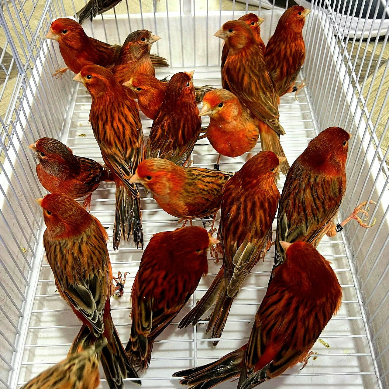 Several red and orange songbirds inside a white wire cage