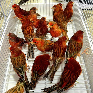 Red Birds Cage
