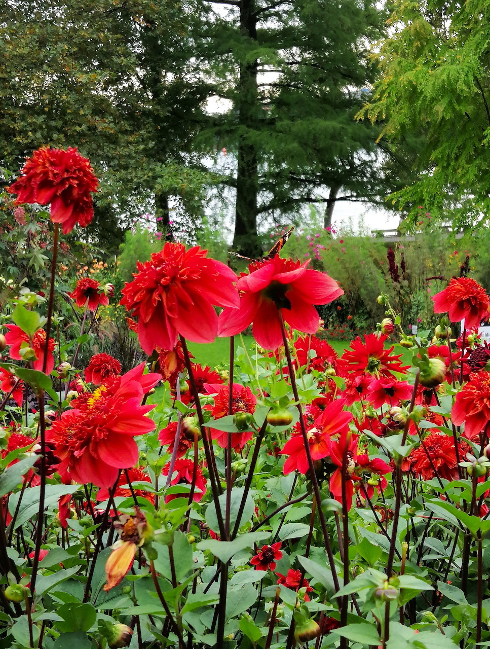 Red Dahlias Garden