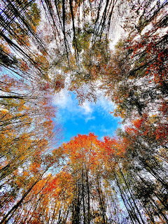 Autumn Trees Canopy Sky