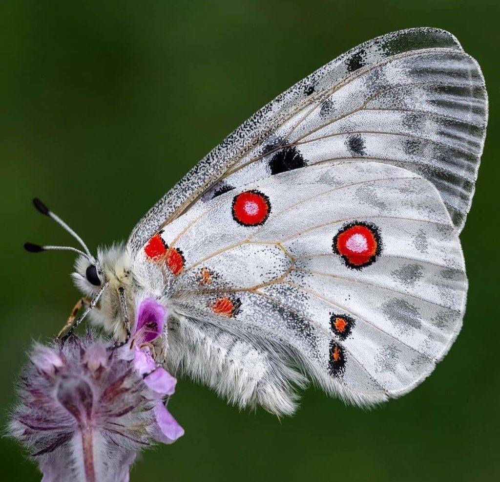 White butterfly with red eye spots on wing perched on purple flower