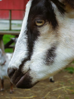 Side profile of a white goat with distinctive black facial markings and ear
