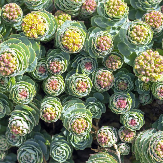 Close-up of many rosea sedum succulent rosettes with green leaves and pink-yellow centers