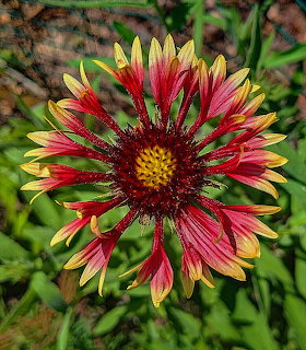 Close-up of a red and yellow gaillardia grandiflora blanket flower with radiating petals