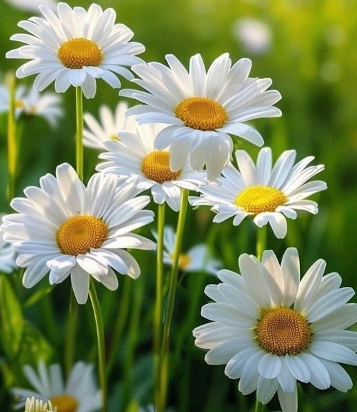 White daisy flowers with bright yellow centers in a blurred green garden background