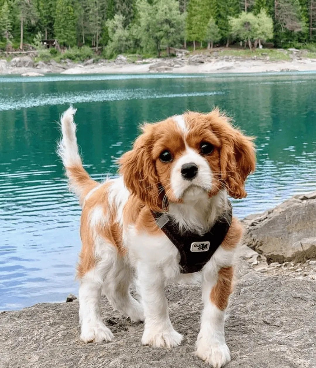 Cavalier King Charles Spaniel puppy wearing black harness standing by mountain lake with forest background