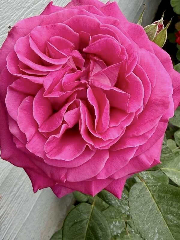 Close-up of a vivid pink rose flower with layered petals and green leaves