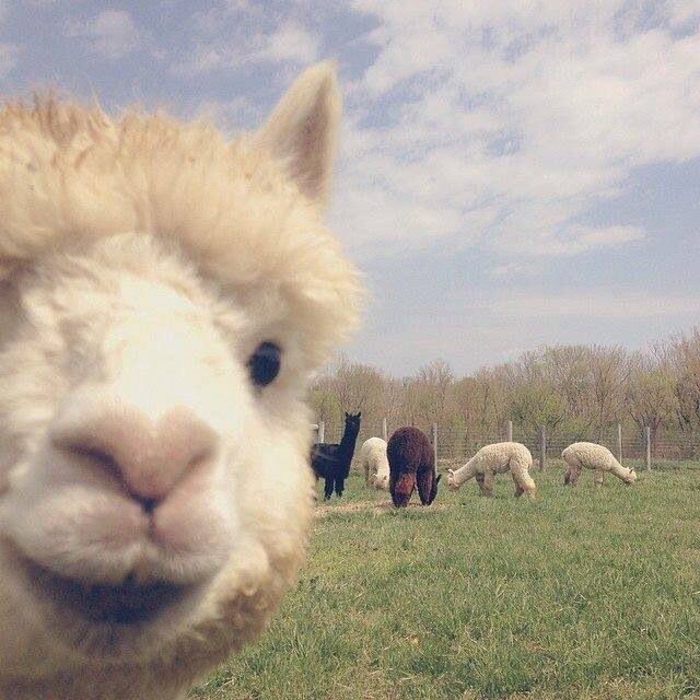 Close-up of an alpaca face with other alpacas grazing in a grassy field