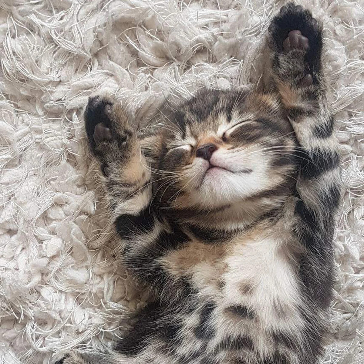 Sleeping Tabby Kitten