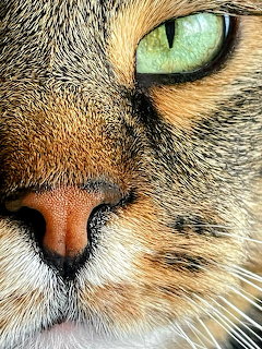 Close-up of a tabby cat face with one green eye and pink nose showing detailed fur patterns