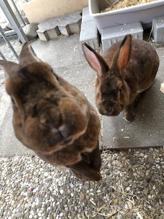 Two Brown Rabbits