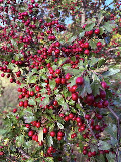Close-up of hawthorn branches with red berries and green leaves