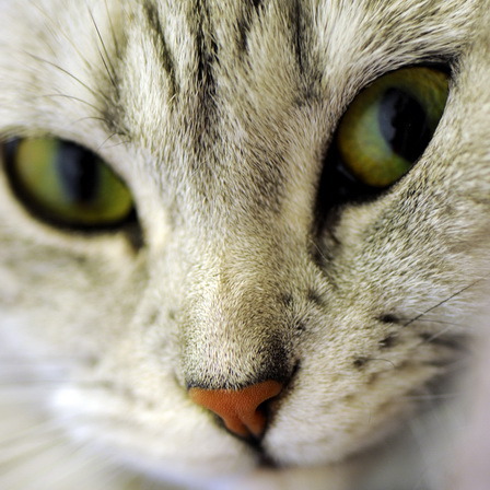 Tabby Cat Close-Up