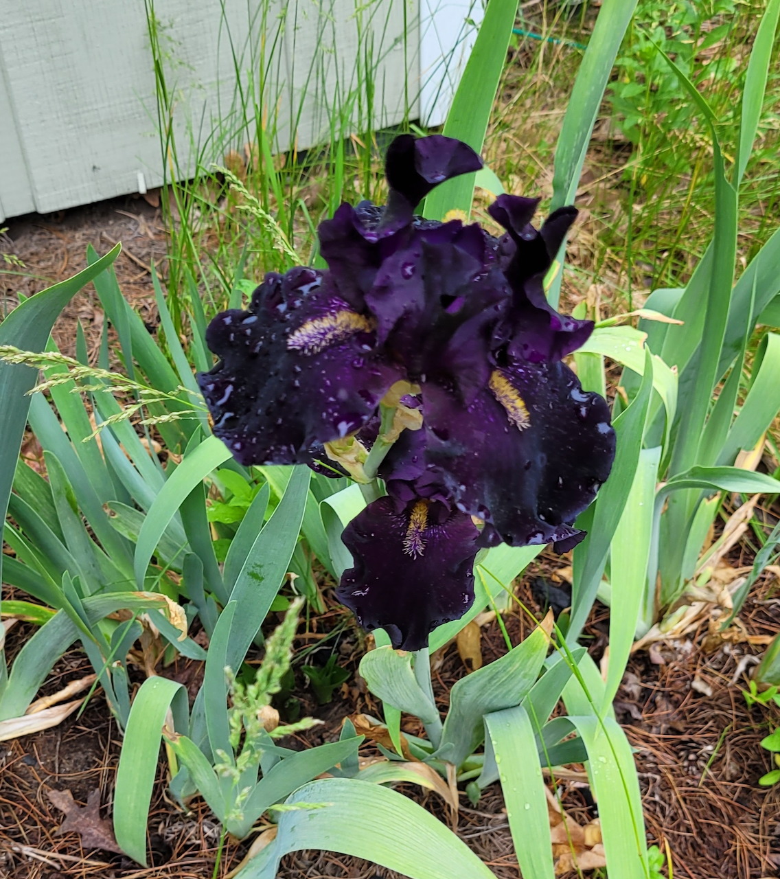 Deep purple-black bearded iris bloming in a garden with green leaves and mulch