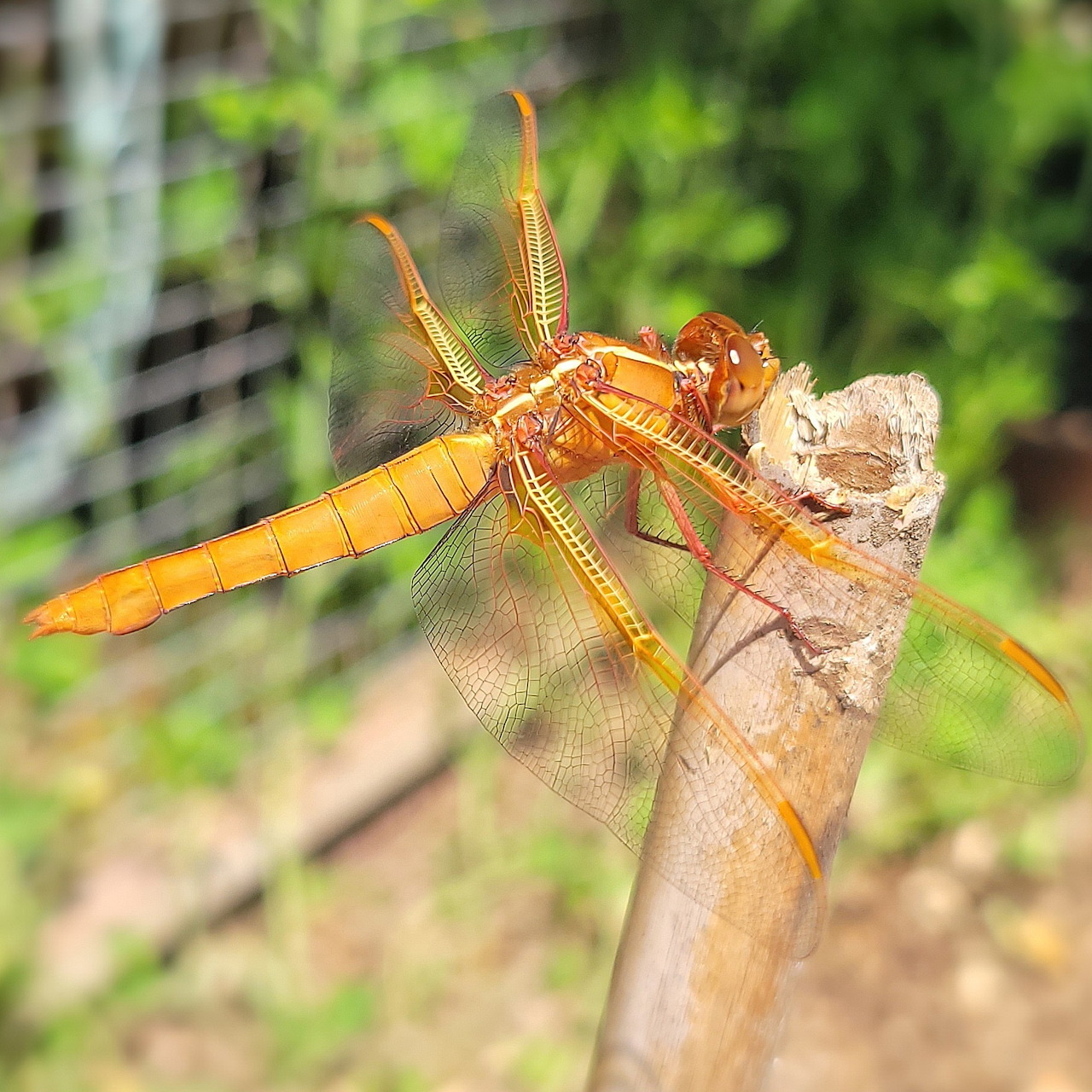 Orange dragonfly perched on a cut wooden stake in a garden