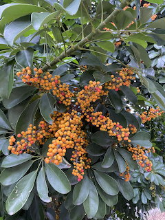 Scheflera Orange Beries