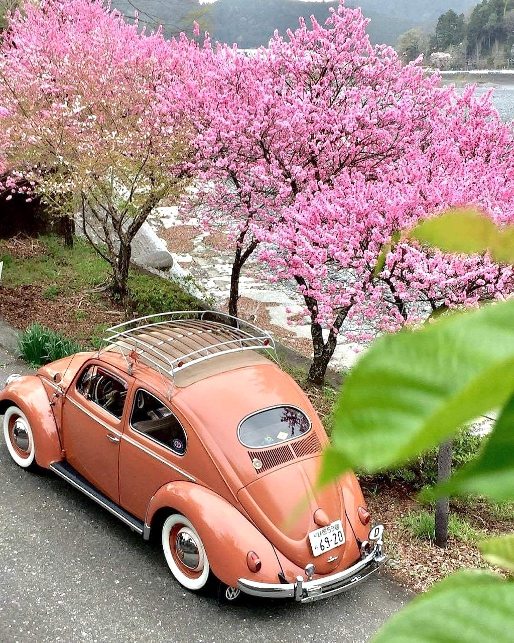 Vintage orange VW Beetle parked under pink cherry blossom trees with lake and mountains behind