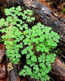 Green leafy plant with water droplets growing beside a dark tree trunk