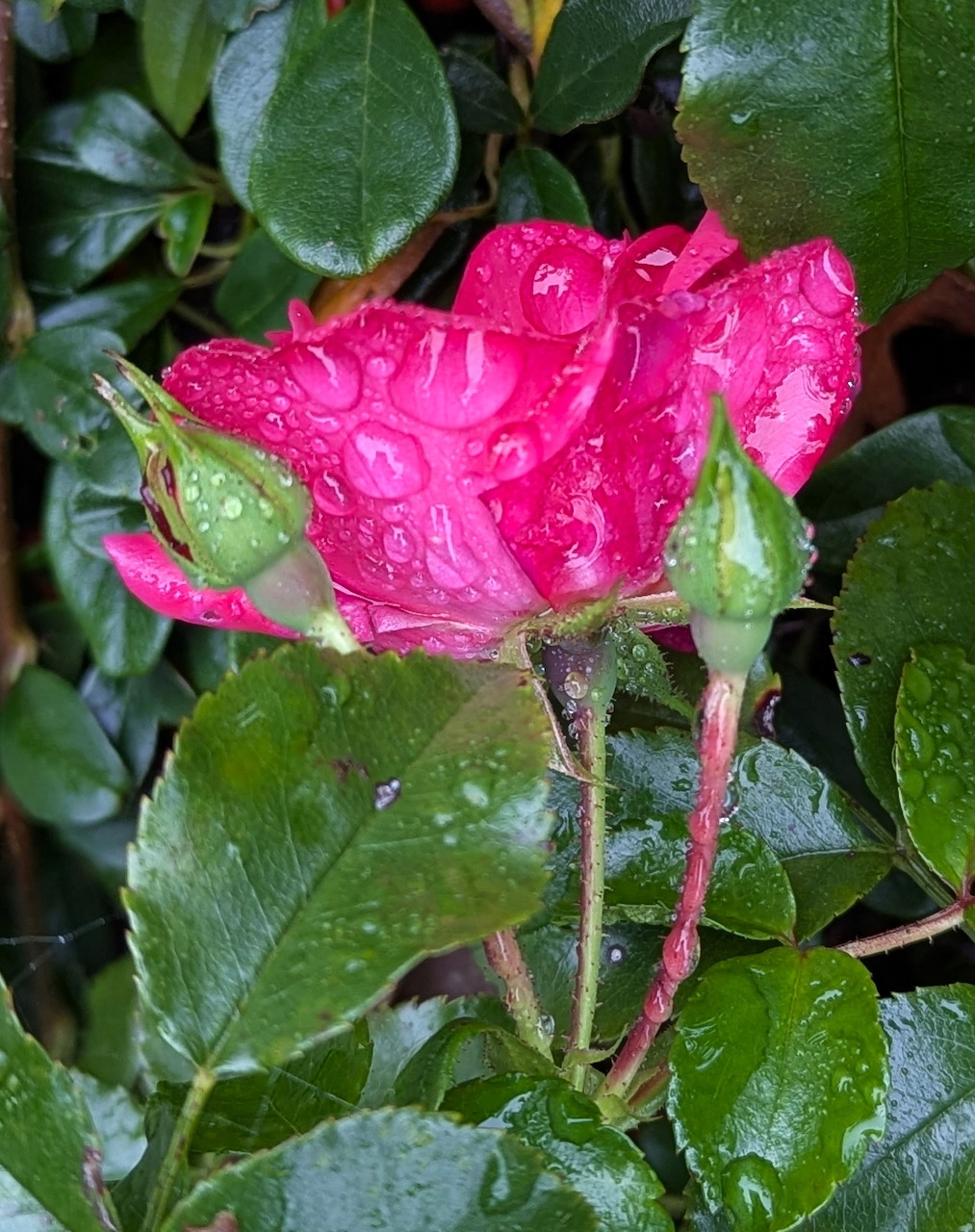 Close-up of a red rose with water droplets on petals and green leaves in background