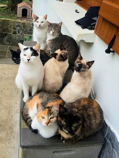 Seven cats gathered on a bench beside a wall outdoors