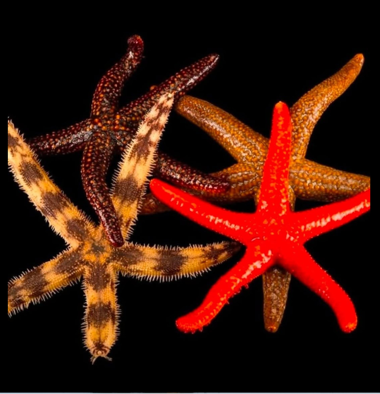 Four colorful starfish on a black background