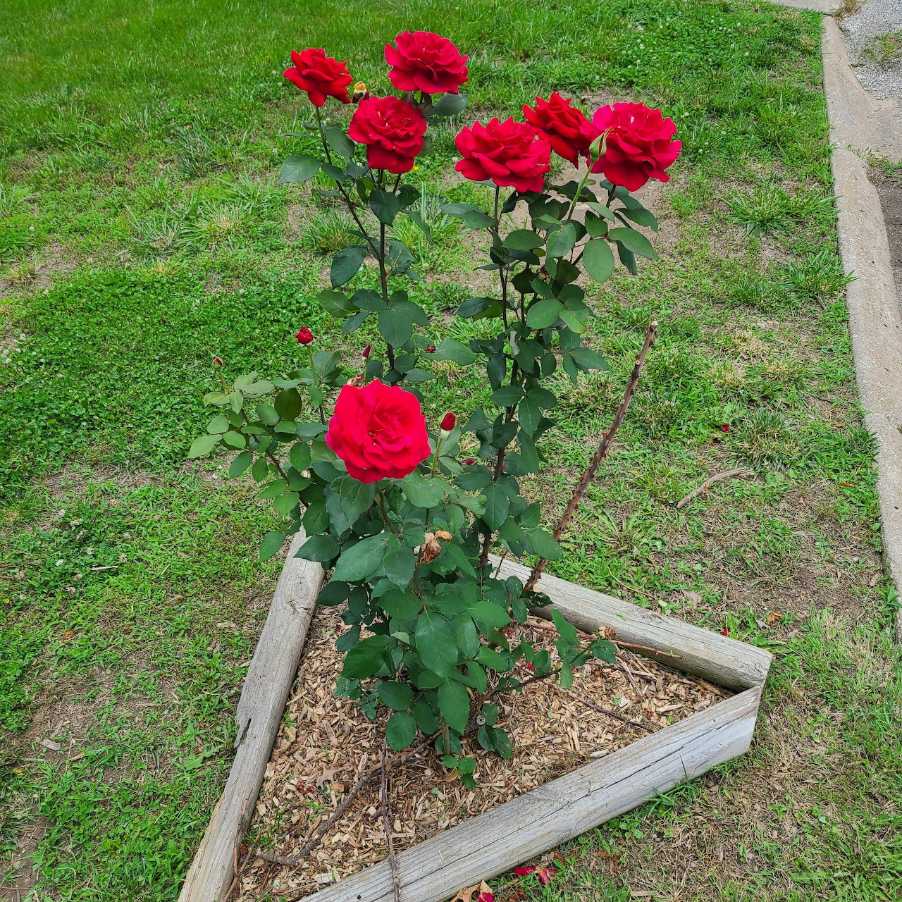 Red rose bush in a triangular wooden garden bed on grass