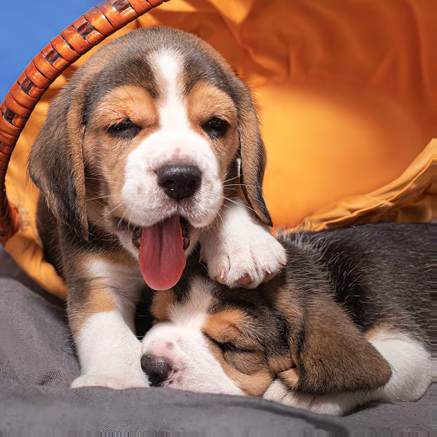 Beagle Puppies Resting Together