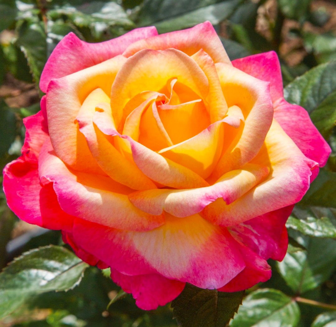 Close-up of a multicolored rose with pink, yellow, and orange petals surrounded by green leaves