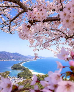 Japan Cherry Blossom Bay