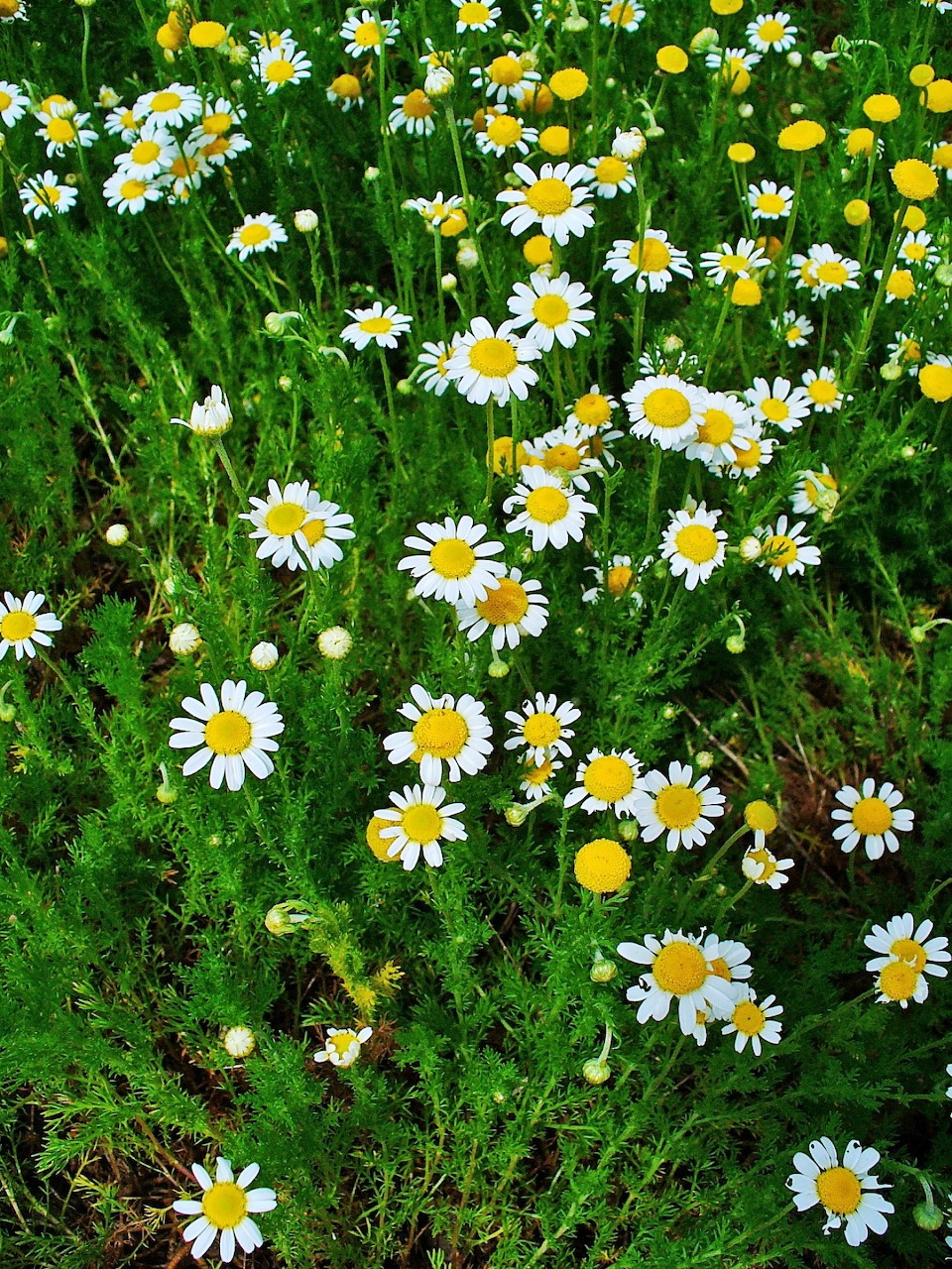 Chamomile Wildflowers
