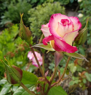 Pink and White Edged Rose