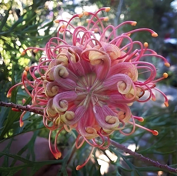 Pink spider-like Grevillea flower with curling petals and green tips in sunlight
