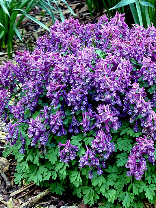 Dense clusters of purple Corydalis flowers with green foliage
