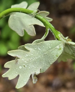 Young green leaves with water droplets on fuzzy stem in soft focus