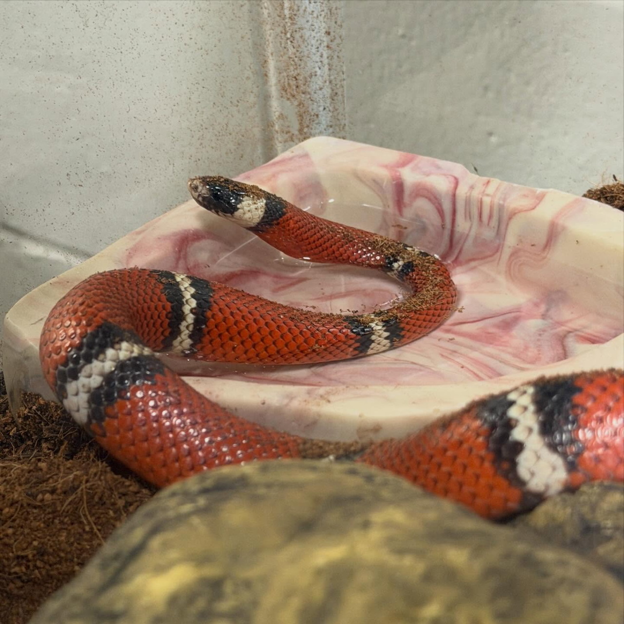 Scarlet Kingsnake in Hand