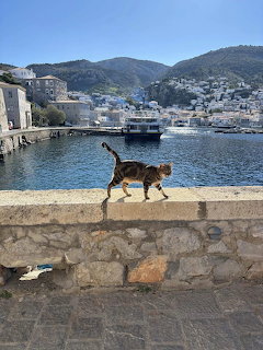 Cat walking on stone wall by harbor with Greek island town and mountains in background