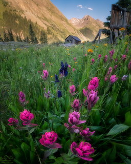 Pink wildflowers in a green meadow with old wooden cabins and mountain peaks in Animas Forks, Colorado