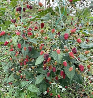 Red Berry Bush
