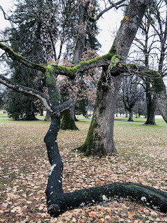 Hellbrunn Park Trees