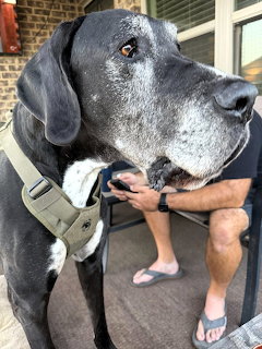 Gray Great Dane Dog
