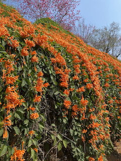 Orange Trumpet Vine Flowers