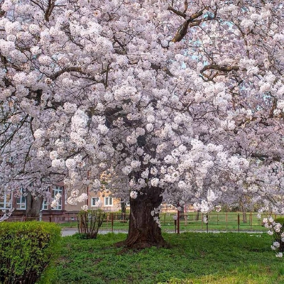 Yoshino Cherry Tree Blooms