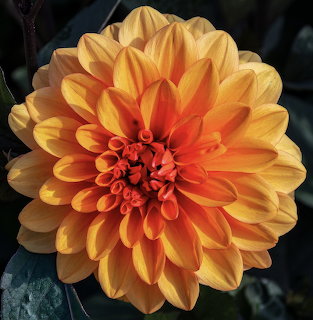 Orange Dahlia Flower