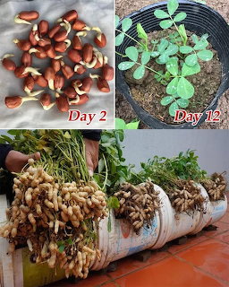 Collage of peanut growth stages from sprouting seeds to seedlings to harvested plants with peanut pods
